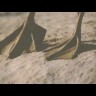 tornado